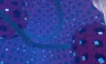 Dimensional Shift Island - Blox Fruits